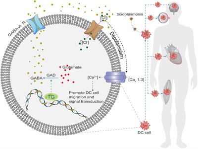 New advances in immune mechanism and treatment during ocular toxoplasmosis